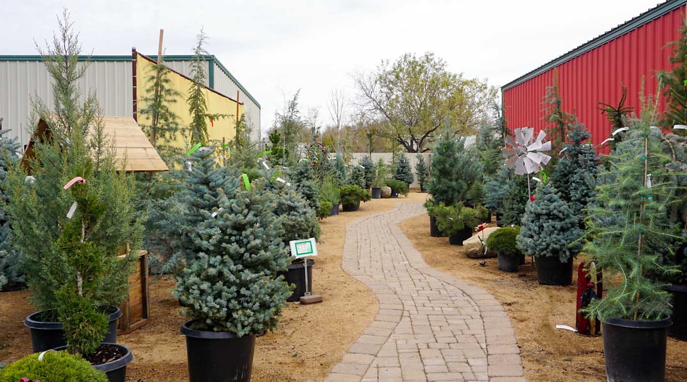 Large Selection of Evergreen Trees
