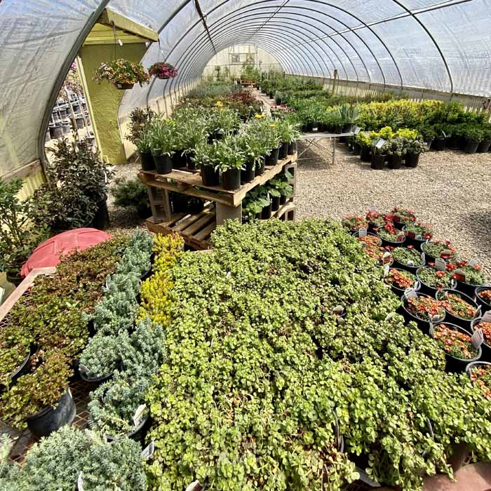 Plants in Greenhouse